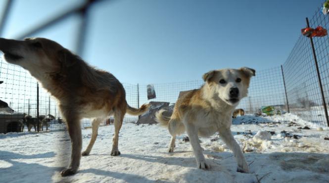lege maidanezi bucuresti inregistrare