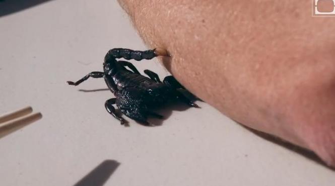 atacul scorpionului filmat cu incetinitorul urmareste tehnica arahnidei si ce se intampla cu victima video