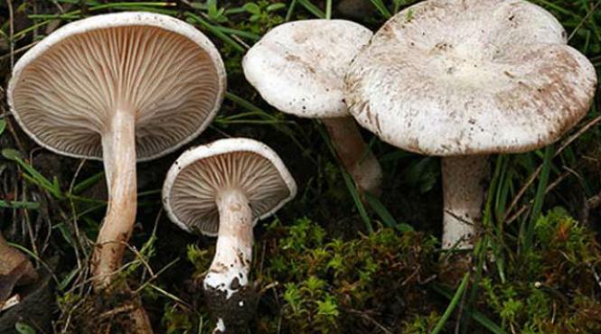 membrii unei familii din medias au intrat in coma dupa ce s au intoxicat cu ciuperci