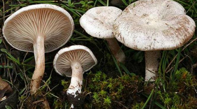 record nedorit in sibiu 11 persoane intoxicate cu ciuperci intre care patru copii spitalizate intr o singura zi