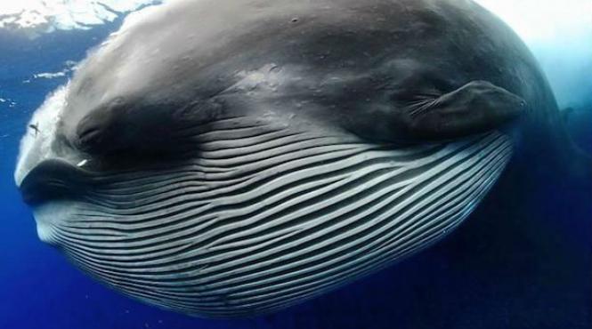 un fotograf a dat lovitura au fost 5 secunde pe care nu le voi uita niciodata cum arata o balena dupa ce a inghitit un banc de sardine video