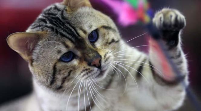 video cand am vazut mi a stat inima in loc ce a adus pe lume o felina