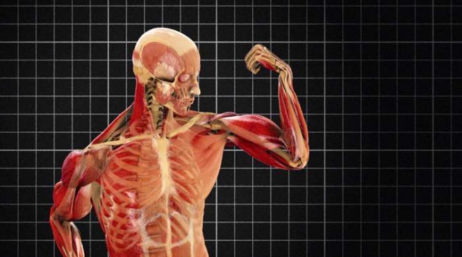 a fost descoperita o noua componenta a corpului uman trebuie rescrise manualele de anatomie