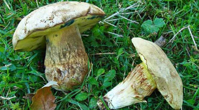 ciuperci otravitoare covasna