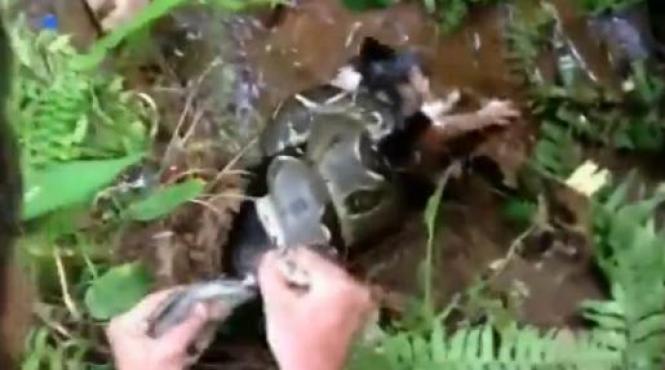 lectie rara de curaj pisoi salvat in ultima secunda din stransoarea ucigasa a unui piton video