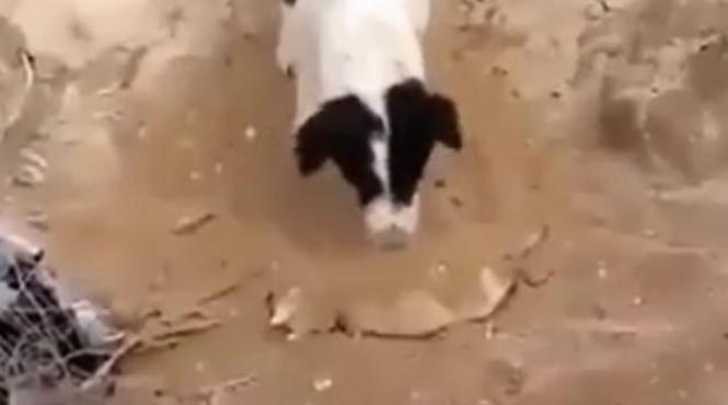 video gestul sfasietor al unui caine induioseaza intreaga umanitate