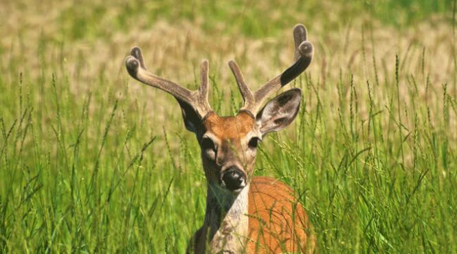 america de nord o noua productie discovery channel