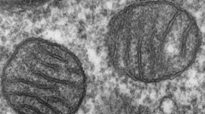 marea britanie sustine crearea copiilor cu material genetic de la trei persoane