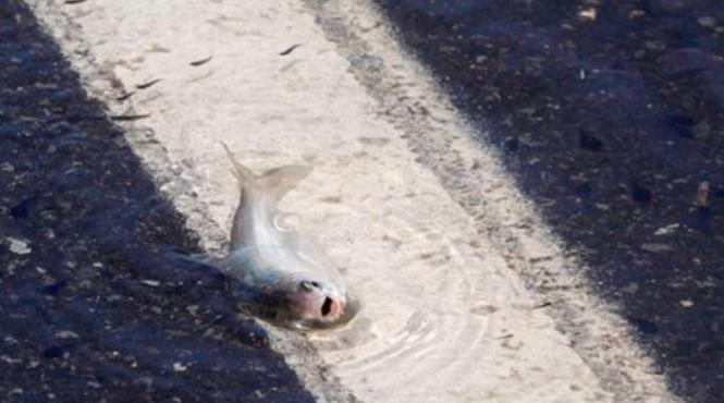 fenomen incredibil honduras ploaie pesti explicatie experti