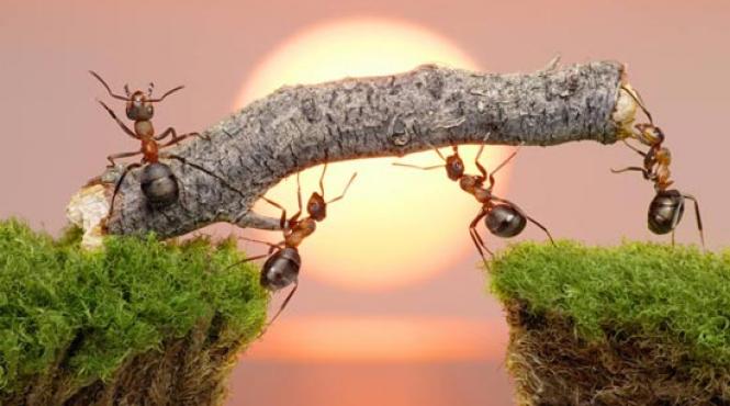 furnicile pot prevesti cutremurele