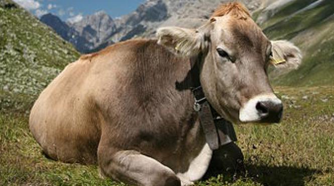 ce probabilitate exista sa ti cada o vaca in cap