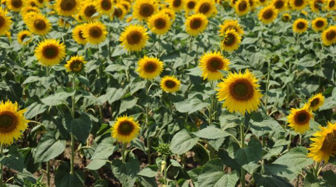 evaziunea in agricultura a ajuns la cote alarmante