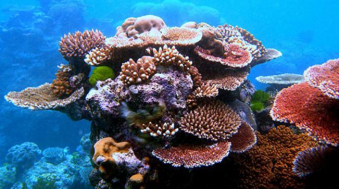 bombe marea bariera corali avioane