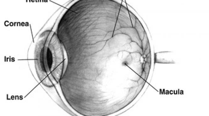 tratament orbi celule stem