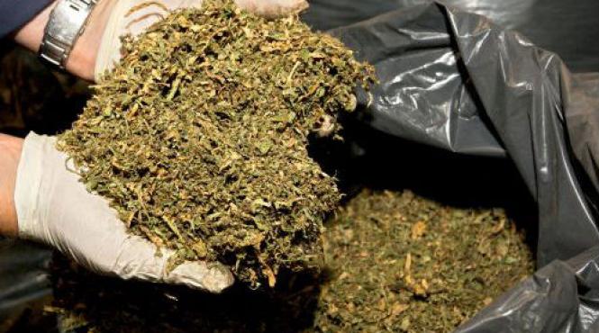 captura record de canabis in turcia drogurile valorau peste 700 de milioane de dolari