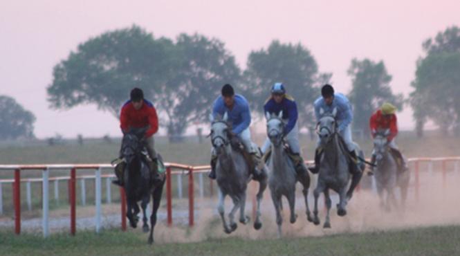 mangalia curse cai pur sange arab herghelia circuit turistic