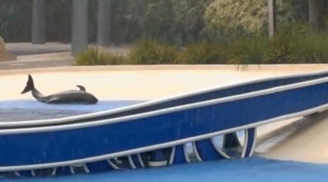 imagini tulburatoare o balena se chinuie timp de 30 de minute sa reintre in apa intr un parc acvatic din sua video