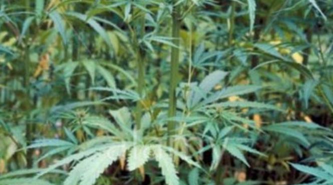 uruguay este la un pas de a legaliza marijuana va controla productia distributia si comercializarea drogului