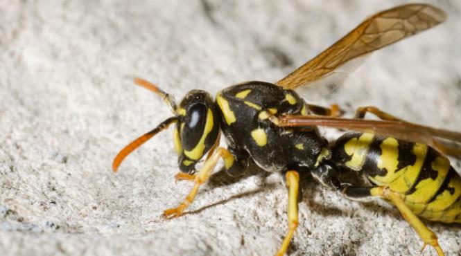 barbat ucis de viespi pe un camp din judetul dambovita