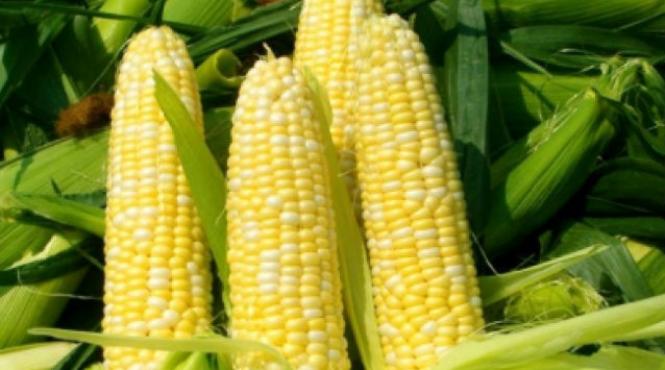 exporturile de produse agrolaimentare ale romaniei au scazut importurile au crescut