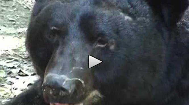 incredibil o femeie la doi metri de un urs o sa vin langa tine si tu n o sa mi faci nimic video