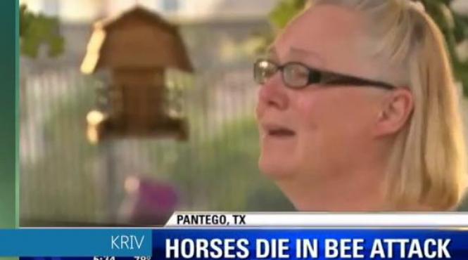 sot sotie atacati roi 30 000 albine ucigase insectele omorat caii video