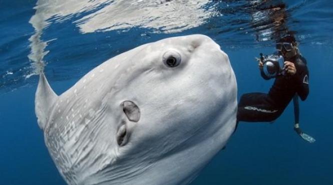 cercetatorii uimiti dupa ce un peste foarte rar a fost suprins in apele marii britanii