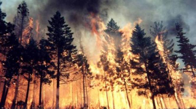 incendiu de padure in muntii pietrosul rodnei 400 de oameni se lupta cu focul