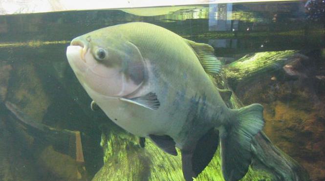 peste pacu testicule