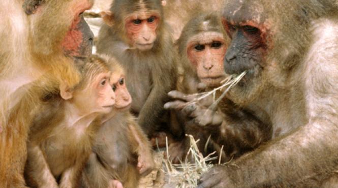 maimutele ataca sat tailanda