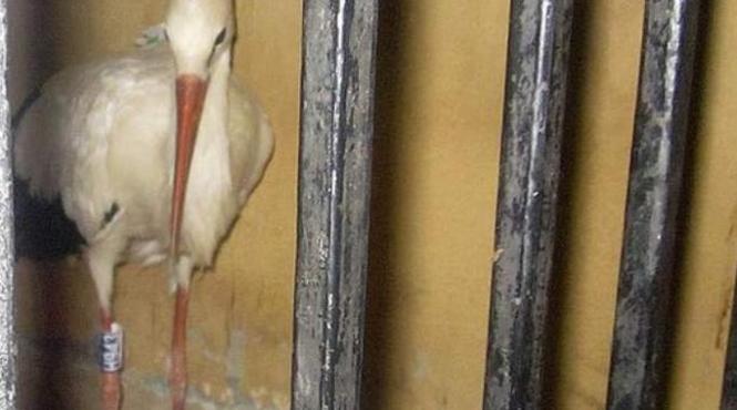 barza arestata in egipt ce au descoperit autoritatile asupra pasarii migratoare