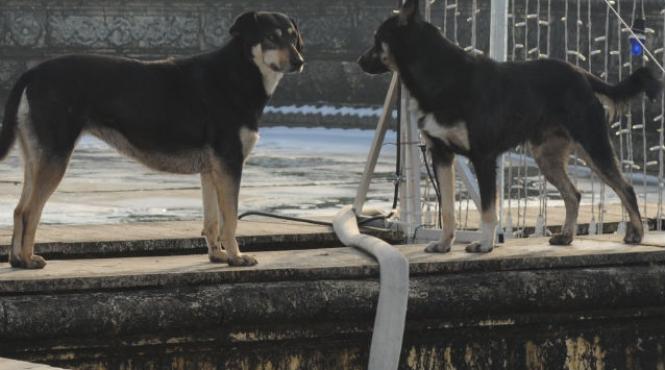 copil ucis caine parcul tei politie