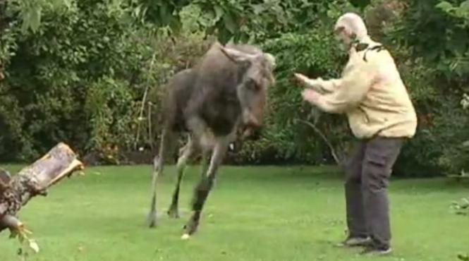 elani beti suedia mere fermentate