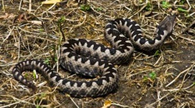 alerta de vipere in vulcan autoritatile au atentionat spitalele sa fie pregatite cu doze de vaccin antiviperin