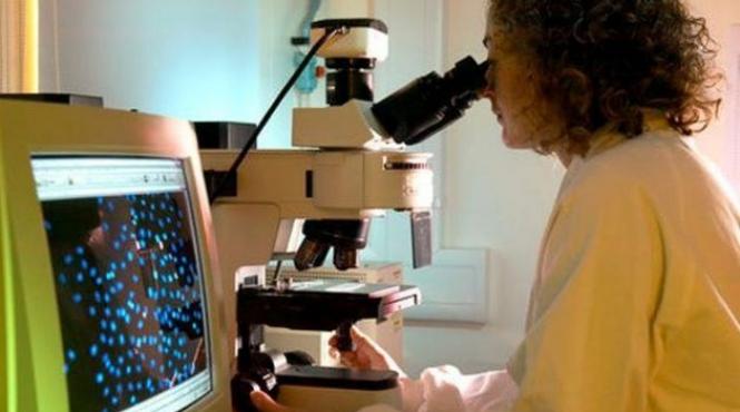 organismul modificat genetic poate distruge celulele canceroase