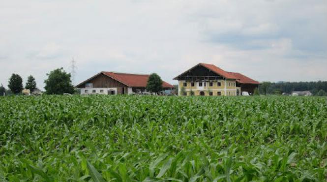 o falsa dominatrix a ademenit cu un anunt mai multi sadomasochisti doar pentru a i pune sa lucreze la ferma