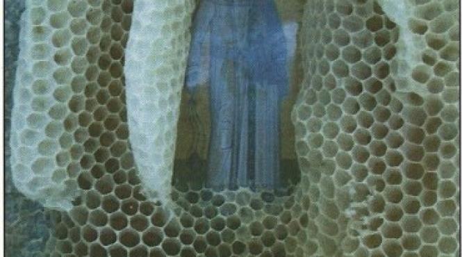 descoperirea uluitoare a unui apicultor in stupul in care introdusese o icoana