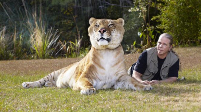 ligru cea mai mare felina