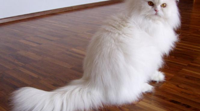 pisica persana spatiu iran