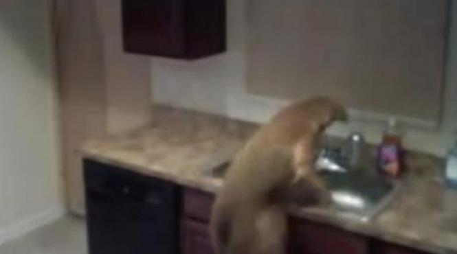 cainele houdini evadare spectaculoasa din bucatarie stapanul animalului socat de ce vede pe camera de supraveghere video