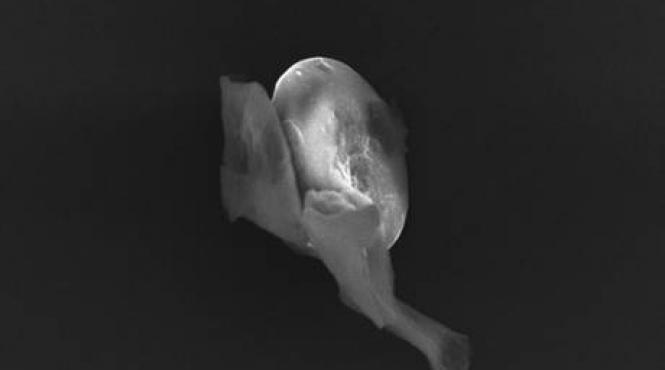 viata extraterestra gasita in stratosfera pamantului sustin oamenii de stiinta britanici