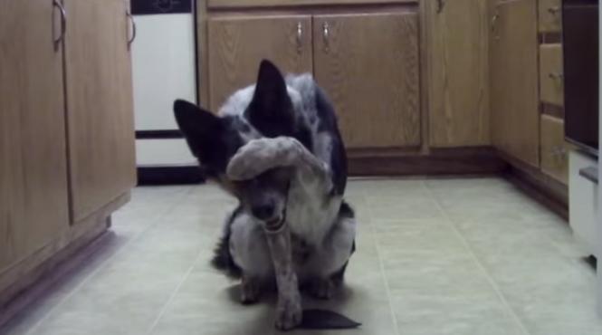 un ca el cucere te inimile tuturor pe internet video