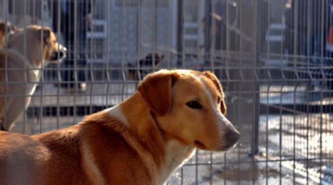 modelul danez o solutie impotriva maidanezilor din romania