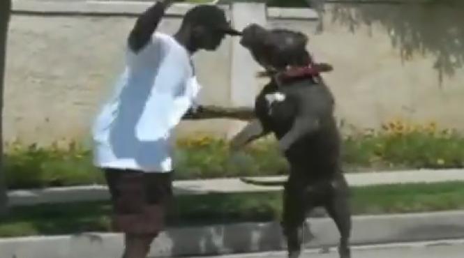 ucigasul de legende are 80 de kilograme este cel mai mare pitbull din lume si este caine de salvare video uluitor