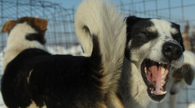 persoanele care adopta caini si pisici primesc gratis hrana pentru animale