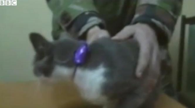 au dresat pisica sa transporte droguri la un penitenciar din republica moldova