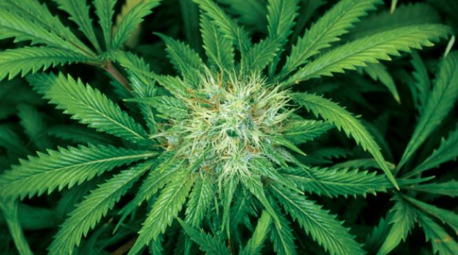 pret marijuana uruguay