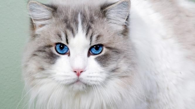 cum vad pisicile lumea fata de noi galerie foto