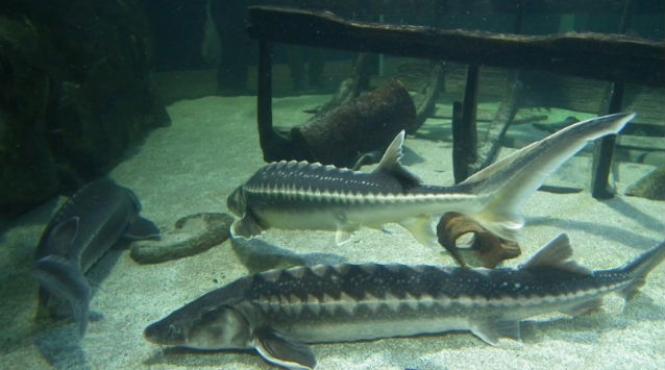 romania s ar putea confrunta cu falimente ale fermelor de sturioni sus ine pre edintele patronatului pe telui