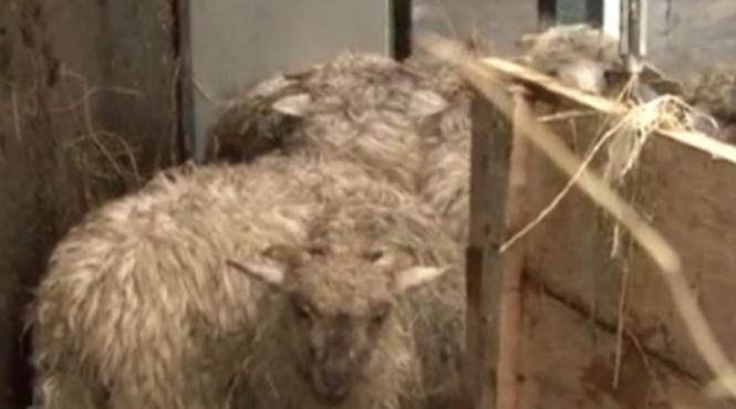 trafic blocat pe valea oltului dupa ce un tir incarcat cu oi s a rasturnat pe sosea